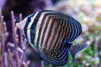 Sailfin Tang, Desjardini