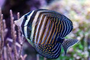 Sailfin Tang, Desjardini