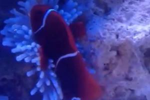 Maroon Clownfish Thumbnail