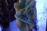 Brain Coral Favites Thumbnail