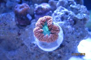 Big Polyp Blastomussa Coral Thumbnail