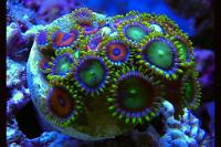 Zoanthid - Radioactive Dragon Eyes Thumbnail