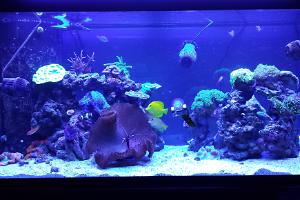 fishereef's 90 gallon mixed reef Thumbnail