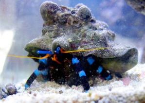 Electric Blue Hermit Crab