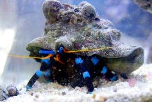 Electric Blue Hermit Crab