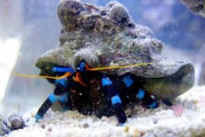 Electric Blue Hermit Crab Thumbnail