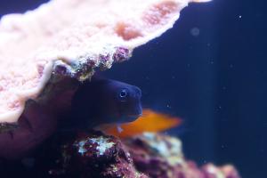 Bicolor Blenny Thumbnail