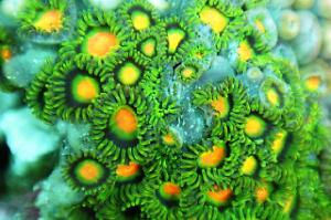 Zoanthid Thumbnail