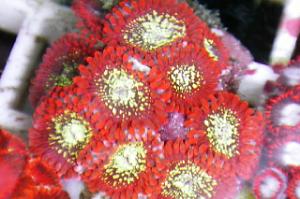 Zoanthid Thumbnail