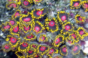 Zoanthid Thumbnail