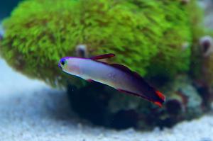 Firefish Purple Thumbnail