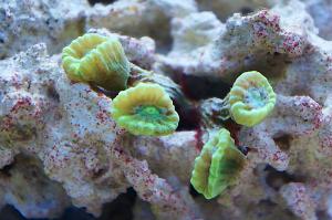 Candy Cane Coral Thumbnail