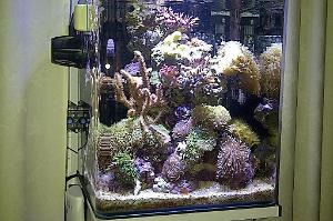 Nano Reef Thumbnail