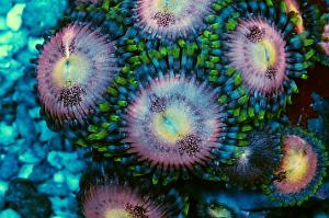 Zoanthid Thumbnail