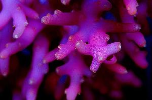 Golden Dragon Acropora Thumbnail