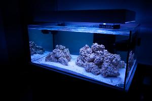 Reef Aquarium Thumbnail