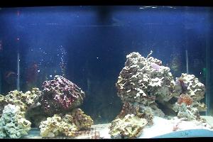 120 Gal Reef Thumbnail