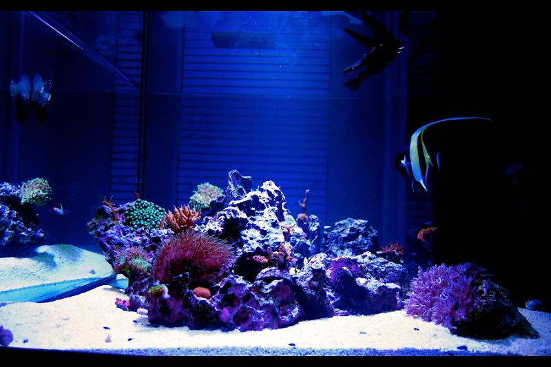 180 Gallon Reef Thumbnail