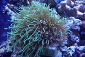 Green star polyps 11/29/13