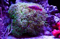 Frogspawn Coral - Branched Thumbnail