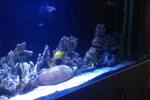 220 Gal Reef Thumbnail