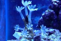 Glove Polyps