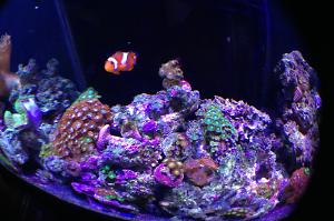 My Aquarium Thumbnail