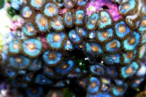 Zoanthid Thumbnail