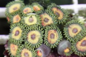 Zoanthid Thumbnail