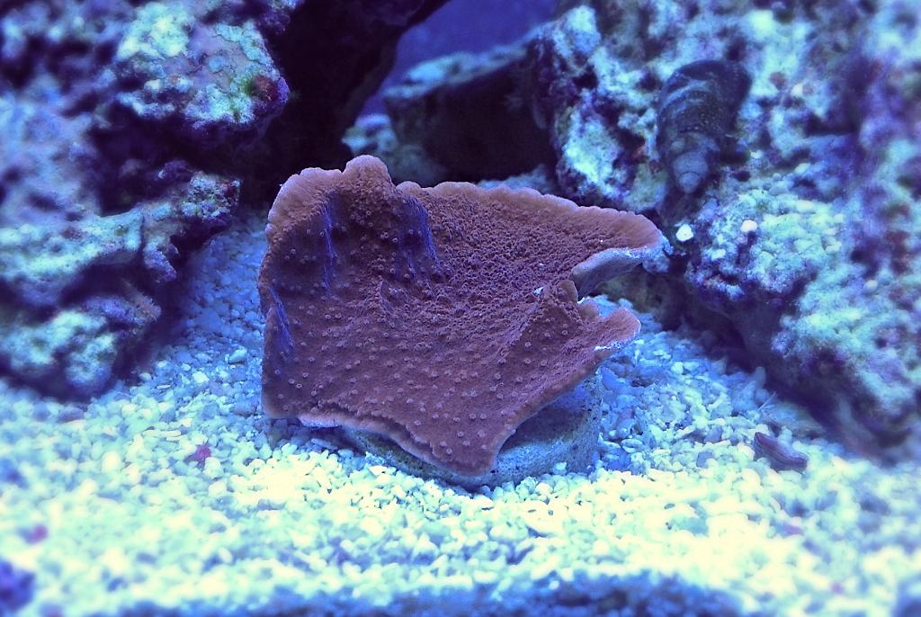 Leaf Plate Montipora