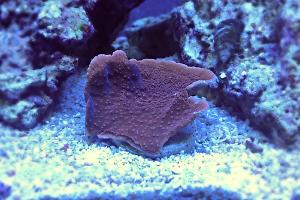 Leaf Plate Montipora