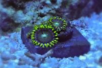 Zoanthid - Radioactive Dragon Eyes Thumbnail