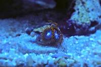 Zoanthid Thumbnail