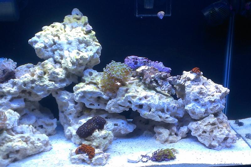 20G Reef Thumbnail