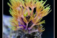 Green Star Polyps: Summer 2013