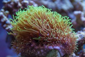 Green Star Polyps flowing like butter