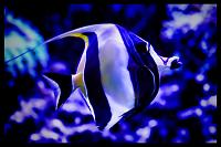 Moorish Idol