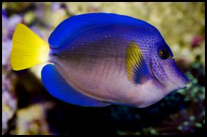 Purple Tang