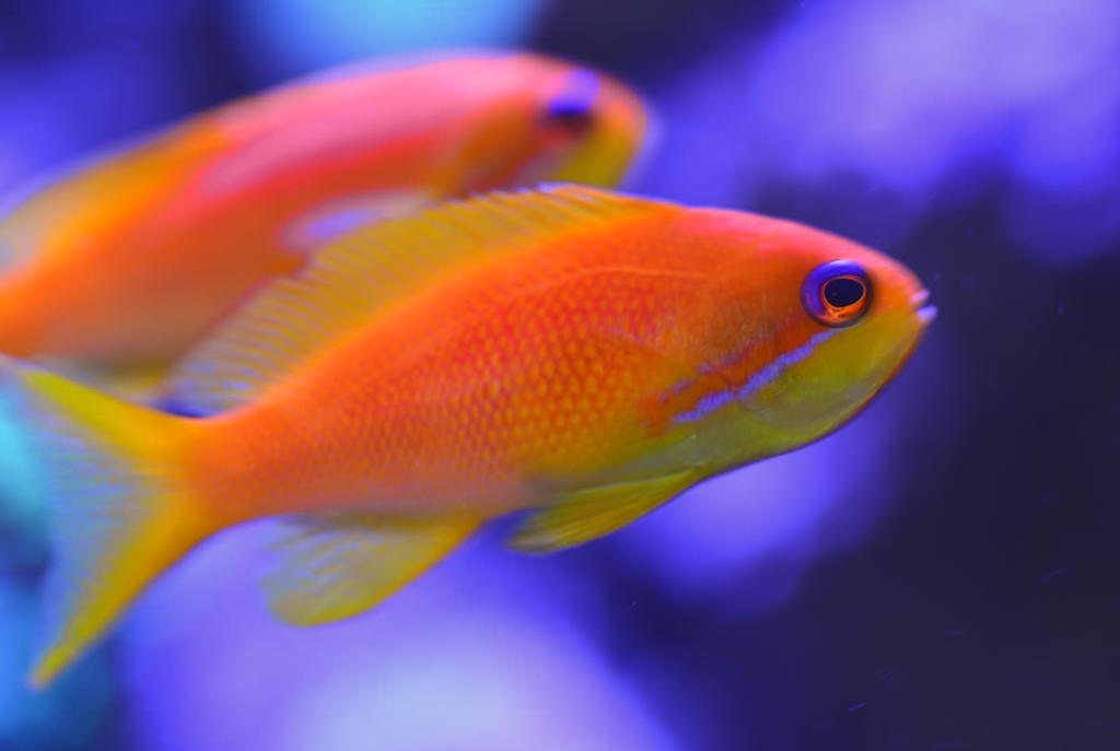 Lyretail Anthias