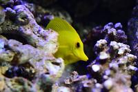 Yellow Tang