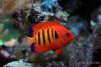 Flame Angelfish Thumbnail