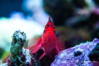 Flame Hawkfish Thumbnail