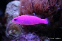 Purple Dottyback Thumbnail