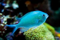 Blue/Green Reef Chromis Thumbnail