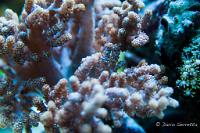 Kenya Tree Coral Thumbnail