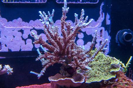 Acropora millepora Thumbnail