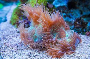 Elegance Coral Thumbnail