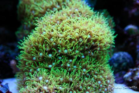 Green Star Polyp Thumbnail