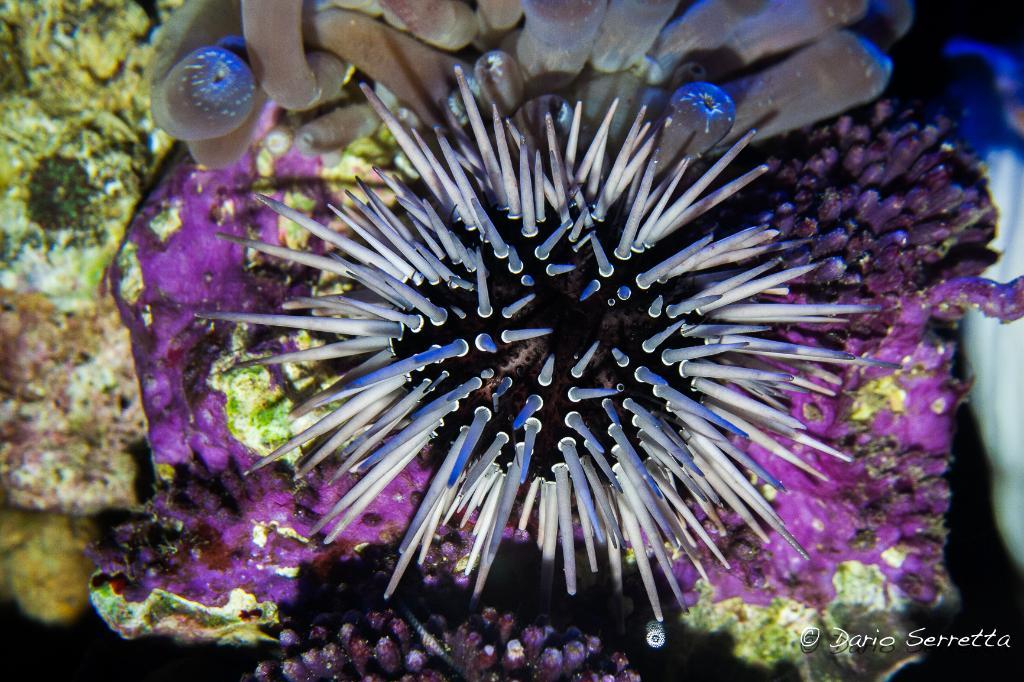 Shortspine Urchin / Echinometra sp 45