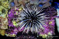 Long Pin Urchin Thumbnail